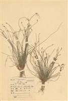 藏品(針蘭)的圖片